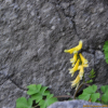 갯괴불주머니(Corydalis platycarpa (Maxim.) Makino) : 산들꽃