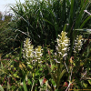 갈매기난초(Platanthera japonica (Thunb. ex Murray) Lindl.) : 벼루
