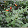 피라칸다(Pyracantha angustifolia (Franch.) C.K.Schneid.) : 설뫼*