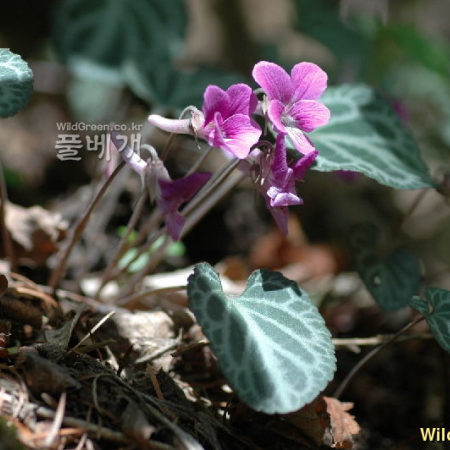 알록제비꽃(Viola variegata Fisch. ex Link) : 벼루