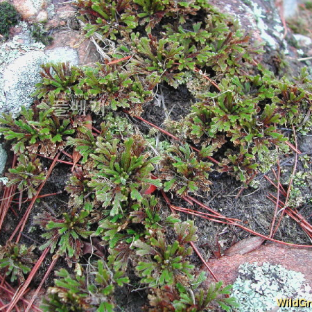 부처손(Selaginella involvens (Sw.) Spring) : 벼루