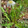 흰민들레(Taraxacum coreanum Nakai) : 둥근바위솔