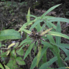 자병취(Saussurea chabyoungsanica H.T.Im) : 무심거사