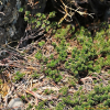 시로미(Empetrum nigrum L. subsp. asiaticum (Nakai ex H.It?) Kuvaev) : 도리뫼