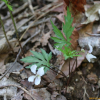 단풍제비꽃(Viola albida Palib. var. takahashii (Makino) Nakai) : 통통배