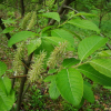 떡버들(Salix hallaisanensis H.L?v.) : 설뫼