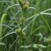 양뿔사초(Carex capricornis Meinsh. ex Maxim.) : 꽃사랑