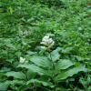 풀솜대(Maianthemum japonicum (A.Gray) LaFrankie) : 박용석