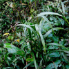 참나래새(Achnatherum coreanum (Honda) Ohwi) : 설뫼
