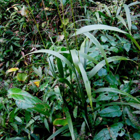 참나래새(Achnatherum coreanum (Honda) Ohwi) : 설뫼