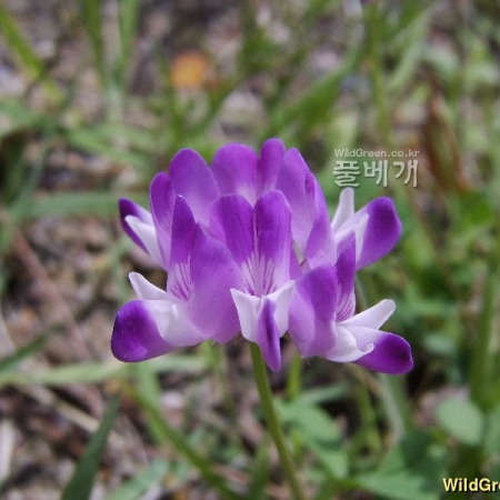 자운영(Astragalus sinicus L.) : 塞翁之馬