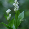 은난초(Cephalanthera erecta (Thunb. ex Murray) Blume) : 둥근바위솔