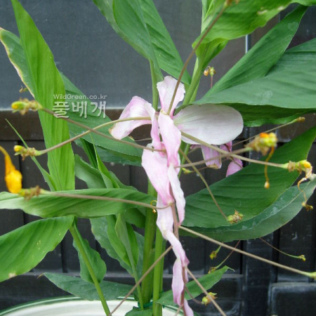 꽃생강(Hedychium coronarium J.Konig) : 꽃천사