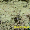 개구리밥(Spirodela polyrhiza (L.) Sch.) : 현촌