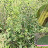 큰잎싸리(Lespedeza davidii Franch.) : 무심거사