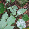 파리풀(Phryma leptostachya L. var. oblongifolia (Koidz.) Honda) : 까박
