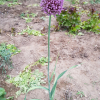 마늘(Allium scorodorpasum var. viviparum Regel) : 들국화