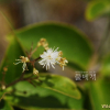 검노린재나무(Symplocos tanakana Nakai) : 꽃사랑