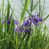제비붓꽃(Iris laevigata Fisch. ex Turcz.) : 무심거사