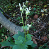 흰진범(Aconitum longecassidatum Nakai) : 설뫼*