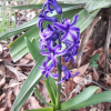 히아신스(Hyacinthus orientalis L.) : 가야