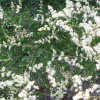 상동잎쥐똥나무(Ligustrum quihoui Carri?re) : 봄까치꽃
