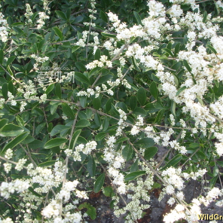 상동잎쥐똥나무(Ligustrum quihoui Carri?re) : 봄까치꽃