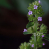 두메층층이(Clinopodium micranthum (Regel) H.Hara) : 산들꽃