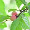 복사앵도나무(Prunus choreiana Nakai ex Handb.) : kplant1