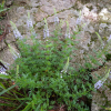 큰구와꼬리풀(Pseudolysimachion pyrethrinum (Nakai) T.Yamaz.) : 무심거사