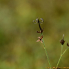 둥근이질풀(Geranium koreanum Kom.) : 벼루