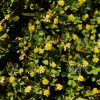 노랑토끼풀(Trifolium campestre Schreb.) : 카르마