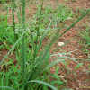 그령(Eragrostis ferruginea (Thunb.) P.Beauv.) : 들국화