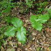 큰천남성(Arisaema ringens (Thunb.) Schott) : 풀잎사랑