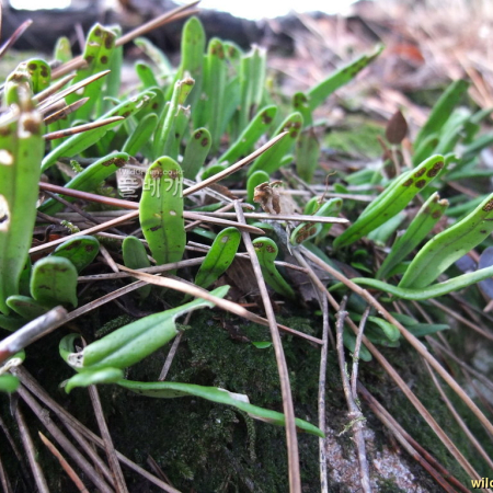 애기일엽초(Lepisorus onoei (Franch. & Sav.) Ching) : 하이에나