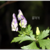 지리바꽃(Aconitum chiisanense Nakai) : 여울목