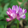 자운영(Astragalus sinicus L.) : 필릴리