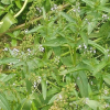 물칭개나물(Veronica undulata Wall.) : 꽃사랑