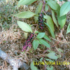 미국자리공(Phytolacca americana L.) : 현촌
