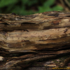 댕댕이나무(Lonicera caerulea L.) : 들국화