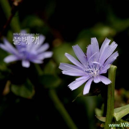 꽃상추(Cichorium endivia L.) : 河志