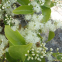 검노린재나무 : 봄까치꽃