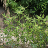 톱니대극(Euphorbia dentata Michx.) : 산들꽃