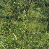 큰기름새(Spodiopogon sibiricus Trin.) : 도리뫼