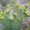 만수국아재비(Tagetes minuta L.) : 봄까치꽃