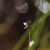 자주땅귀개(Utricularia uliginosa Vahl) : 고들빼기