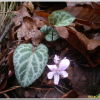 알록제비꽃(Viola variegata Fisch. ex Link) : 통통배