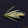 구주개밀(Elymus repens (L.) Gould) : 산들꽃