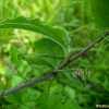 밀나물(Smilax riparia A.DC.) : 풀배낭