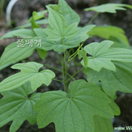 단풍마(Dioscorea quinquelobata Thunb.) : 카르마